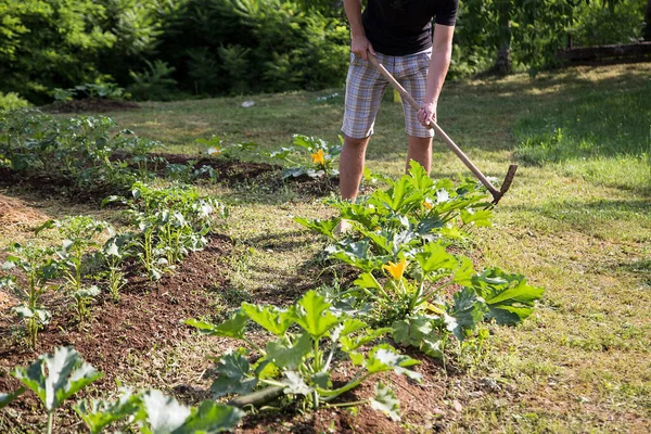 Evde yetişen sebze bahçesinde çalışan şapkalı genç adam.
