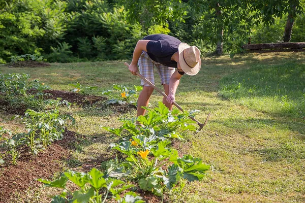 Young Man Hat Working Home Grown Vegetable Garden — Stock Photo, Image