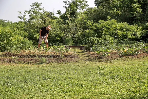 Mladý Muž Kloboukem Pracuje Domácí Zeleninové Zahradě — Stock fotografie