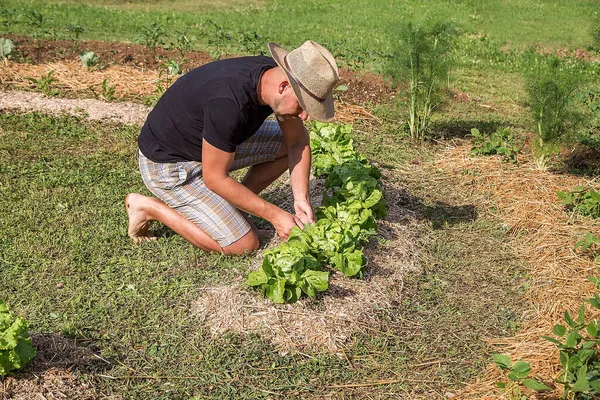 Evde yetişen sebze bahçesinde çalışan şapkalı genç adam.