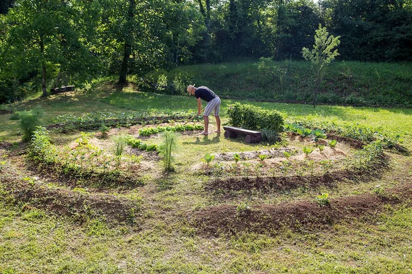 Jovem Com Chapéu Trabalhando Jardim Legumes Cultivado Casa Fotos De Bancos De Imagens