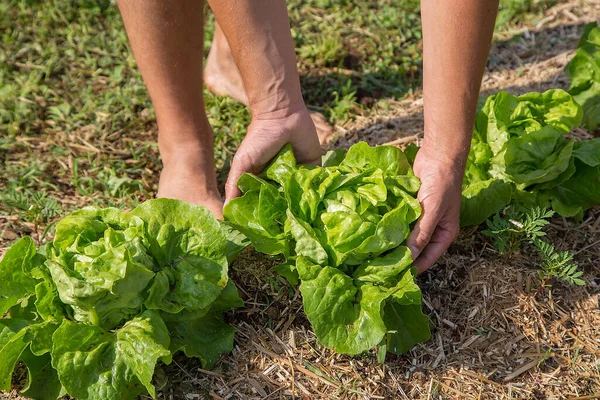 Jovem Trabalhando Jardim Legumes Cultivado Casa Imagens De Bancos De Imagens Sem Royalties