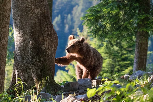 Cub Brown Bear Summer Forest Natural Habitat Scientific Name Ursus — Stock Photo, Image