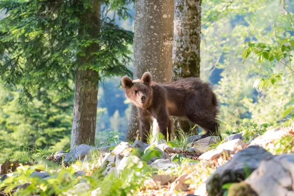 Yaz ormanındaki doğal ortamdaki kahverengi ayı yavrusu. Bilimsel adı Ursus Arctos Arctos. Yaz yeşili orman geçmişi.