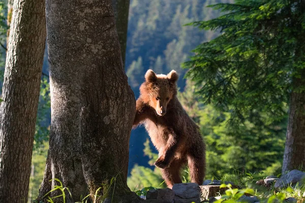 Yaz ormanındaki doğal ortamdaki kahverengi ayı yavrusu. Bilimsel adı Ursus Arctos. Yaz yeşili orman geçmişi.