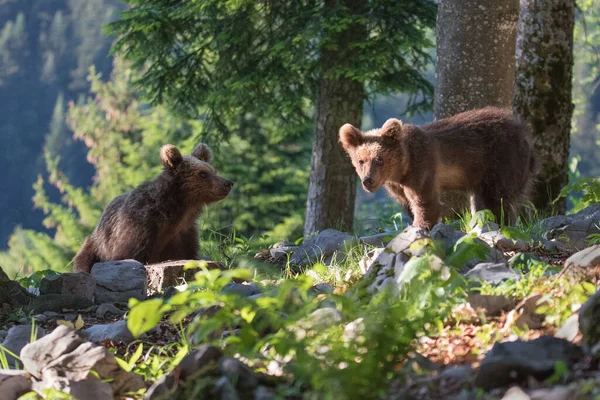 Doğal ortamdaki yaz ormanlarında iki genç kahverengi ayı. Bilimsel adı Ursus Arctos Arctos. Yaz yeşili orman geçmişi.