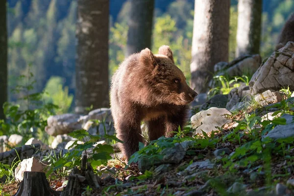 Filhote Urso Pardo Floresta Verão Habitat Natural Nome Científico Ursus Imagens De Bancos De Imagens