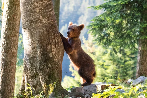 Filhote Urso Pardo Floresta Verão Habitat Natural Nome Científico Ursus Fotos De Bancos De Imagens Sem Royalties