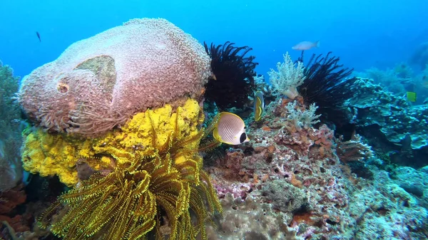 Corais Subaquáticos Vida Selvagem Papel Parede Abstrato — Fotografia de Stock