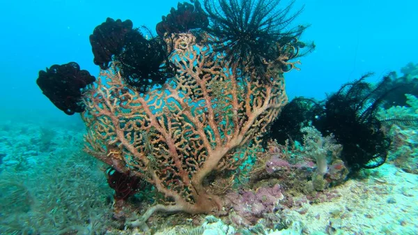 Corais Subaquáticos Vida Selvagem Papel Parede Abstrato — Fotografia de Stock