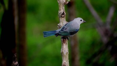 Güzel mavi bir kuş yeşil bir ormanın arka planında bir dalda
