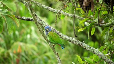Güneşli bir günde bir ağacın dallarında, yapraklara karşı oturan bir kuş. Bir dalda öten bir kuş