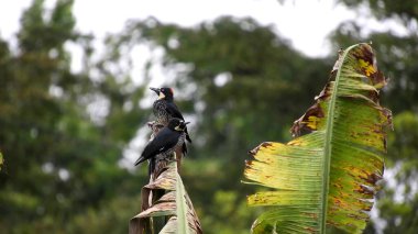 Orman yeşilliklerinin arasında bir kuş. Kuş gözlüyor.