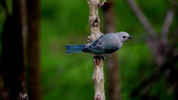 Vacker Blå Fågel Gren Mot Bakgrunden Grön Skog — Stockfoto