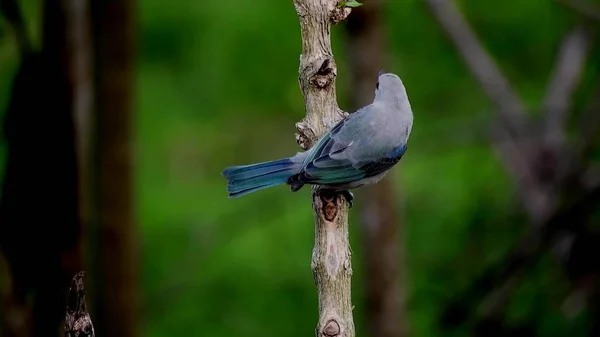 Beautiful Blue Bird Branch Background Green Forest — Photo