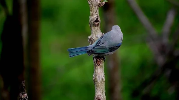 Vacker Blå Fågel Gren Mot Bakgrunden Grön Skog — Stockfoto