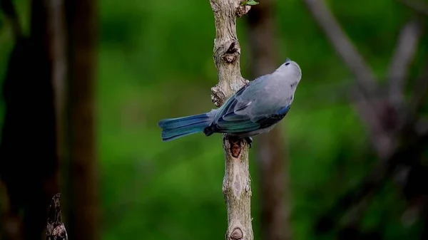 Krásný Modrý Pták Větvi Pozadí Zeleného Lesa — Stock fotografie