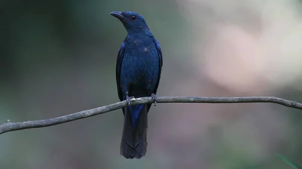 Bellissimo Uccello Blu Ramo Sullo Sfondo Una Foresta Verde — Foto Stock