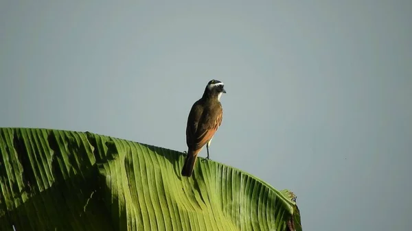 Small Bird Natural Forest Habitat Branch Large Leaf — Stockfoto