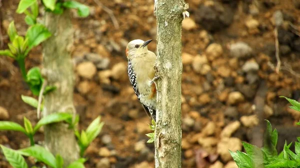 Petit Oiseau Dans Habitat Forestier Naturel Une Scène Animalière Nature — Photo