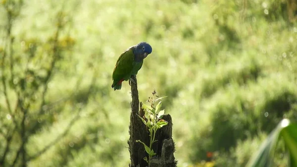 Pequeno Pássaro Está Sentado Toco Árvore Seca Contra Fundo Grama — Fotografia de Stock