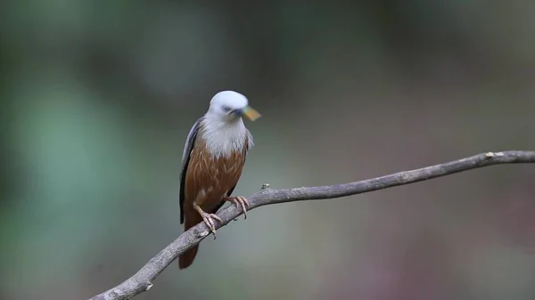 Pássaro Cabeça Branca Sentado Galho — Fotografia de Stock