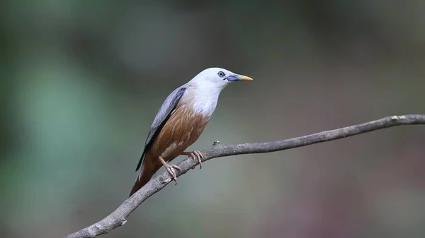 White Headed Bird Sitting Branch — 스톡 사진