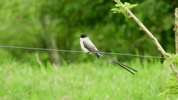 Bird Sitting Branch Early Morning Bird Sits Beautiful Branch Green — 스톡 사진