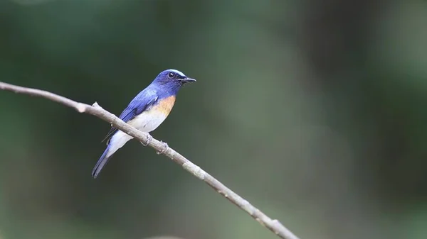 Portrait Blue Wild Bird Early Spring Branch — 스톡 사진