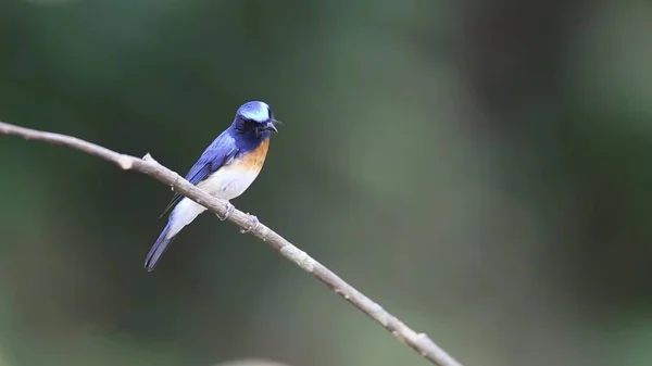 Ritratto Uccello Selvatico Blu All Inizio Della Primavera Ramo — Foto Stock