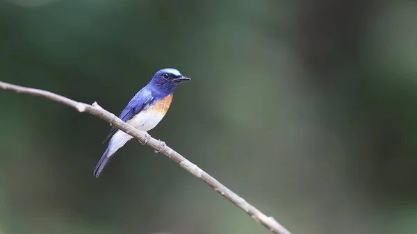 Retrato Pájaro Salvaje Azul Principios Primavera Una Rama — Foto de Stock