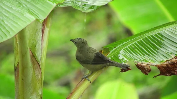 Зелений Сад Сидячий Птах Листі — стокове фото