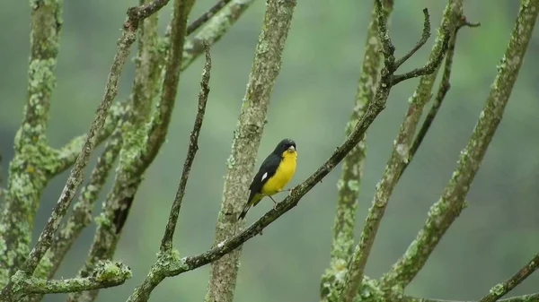 Bird Sitting Tree Branch Other Branches Sunny Day Yellow Black — Stockfoto