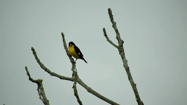 Ptak Siedzący Gałęzi Drzewa Pośród Innych Gałęzi Słoneczny Dzień Żółto — Zdjęcie stockowe