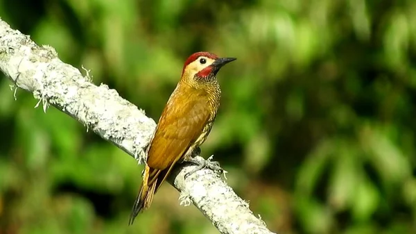 Yellow Bird Sitting Tree Branch Green Background Animal World Yellow — Stock Fotó