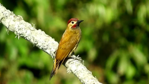 Yellow Bird Sitting Tree Branch Green Background Animal World Yellow — 图库照片