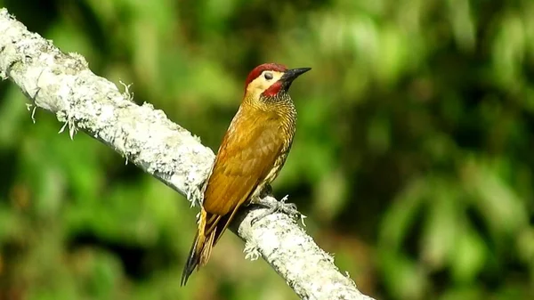 Yellow Bird Sitting Tree Branch Green Background Animal World Yellow — Foto de Stock