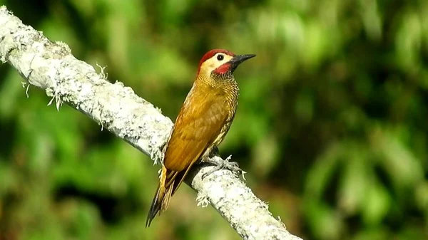 Pássaro Amarelo Sentado Galho Árvore Fundo Verde Mundo Animal Pássaro — Fotografia de Stock