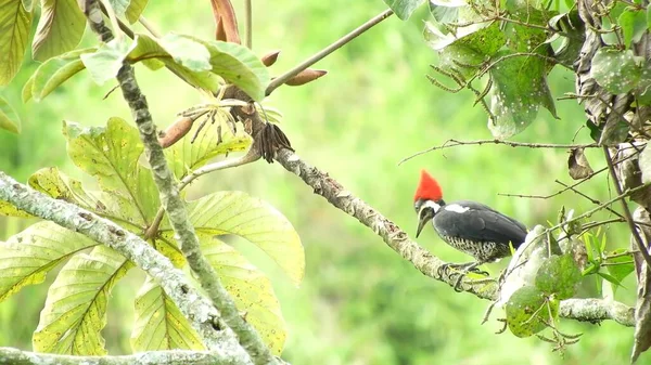 Cute Bird Sitting Tree Branch Green Background Animal World — Stock Photo, Image