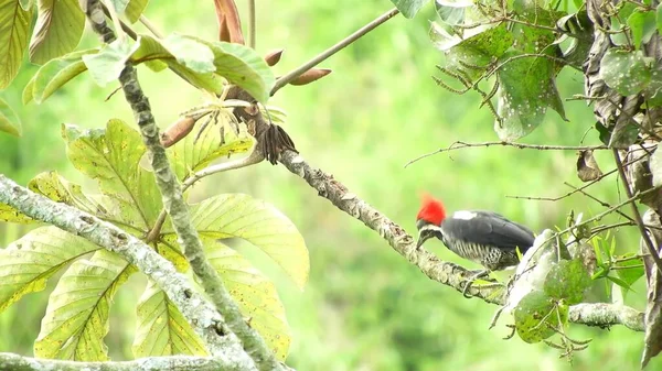 かわいい鳥が木の枝に座っている 緑の背景 動物界 — ストック写真