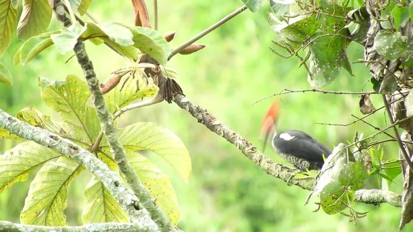 Cute Bird Sitting Tree Branch Green Background Animal World — 스톡 사진