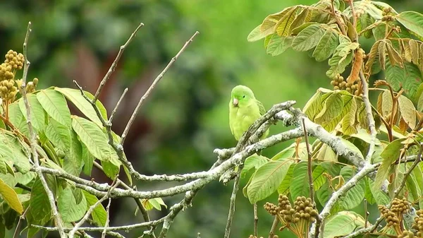 Ein Niedlicher Vogel Sitzt Auf Einem Ast Grüner Hintergrund Die — Stockfoto