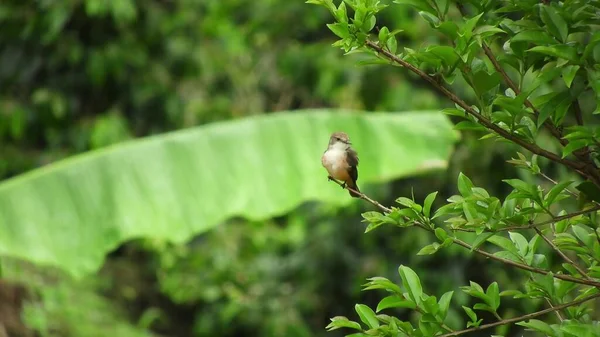 Cute Bird Sitting Tree Branch Green Background Animal World Songbird — Stockfoto