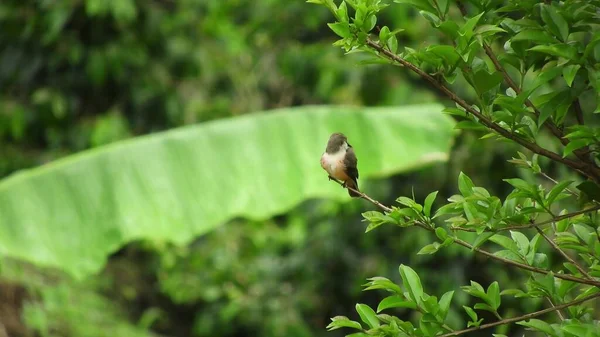 Cute Bird Sitting Tree Branch Green Background Animal World Songbird — Stock Fotó