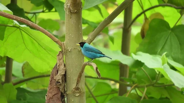 Blue Bird Sitting Tree Lush Leaves Background Sunny Day — Photo