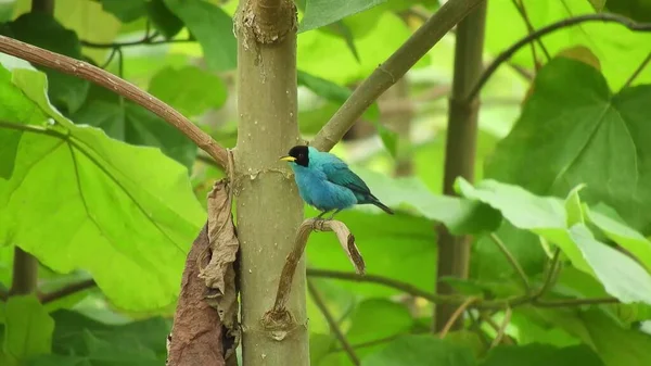 Ein Blauer Vogel Sitzt Auf Einem Baum Und Üppige Blätter — Stockfoto