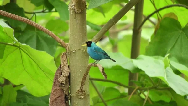 Ein Blauer Vogel Sitzt Auf Einem Baum Und Üppige Blätter — Stockfoto