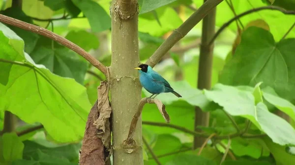 Ein Blauer Vogel Sitzt Auf Einem Baum Und Üppige Blätter — Stockfoto