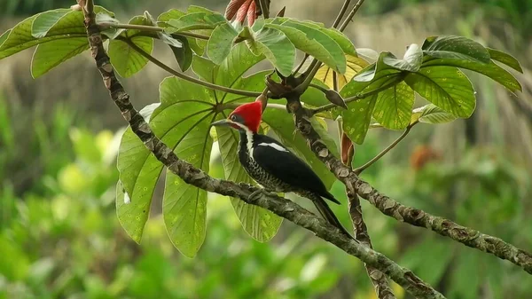 A black bird with a red crest sitting on tree branches, against a background of lush leaves on a sunny day.