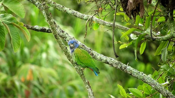 Bird Sitting Branches Tree Foliage Sunny Day Bird Sings Branch — стоковое фото